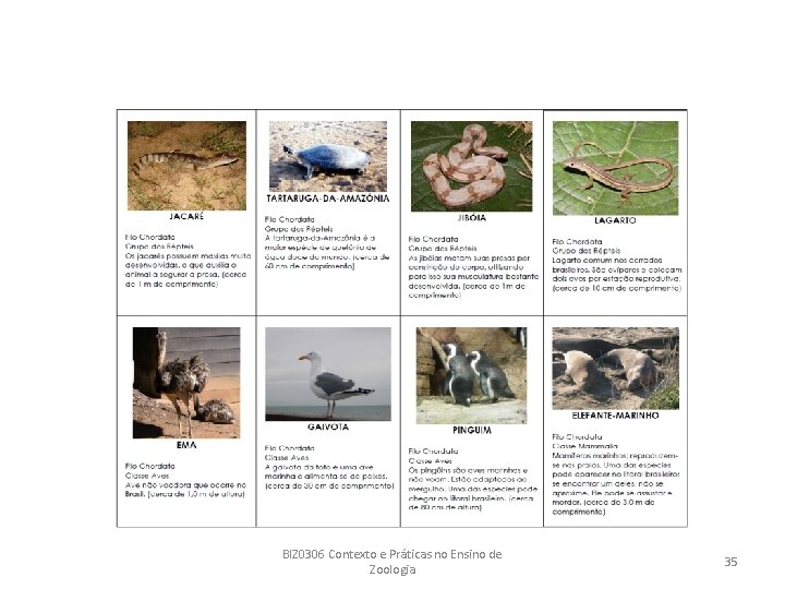 BIZ 0306 Contexto e Práticas no Ensino de Zoologia 35 