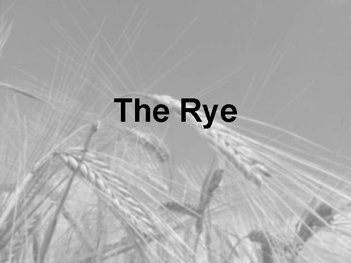 The Rye 