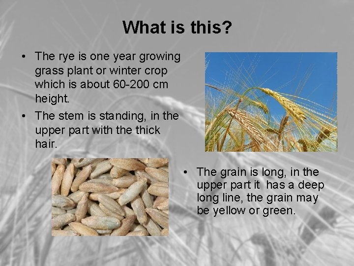 What is this? • The rye is one year growing grass plant or winter