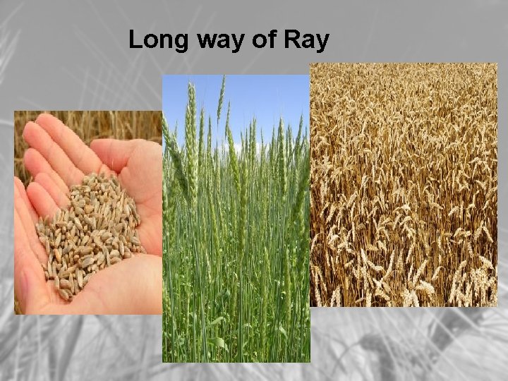 Long way of Ray 
