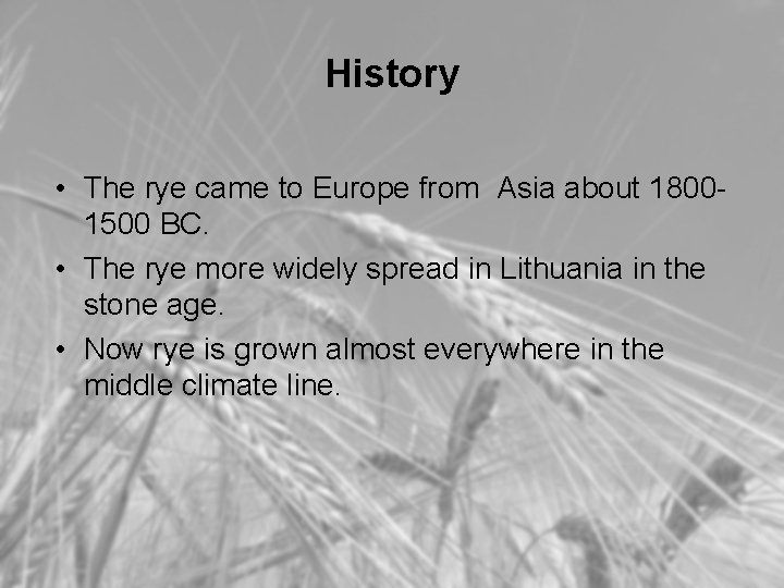 History • The rye came to Europe from Asia about 18001500 BC. • The