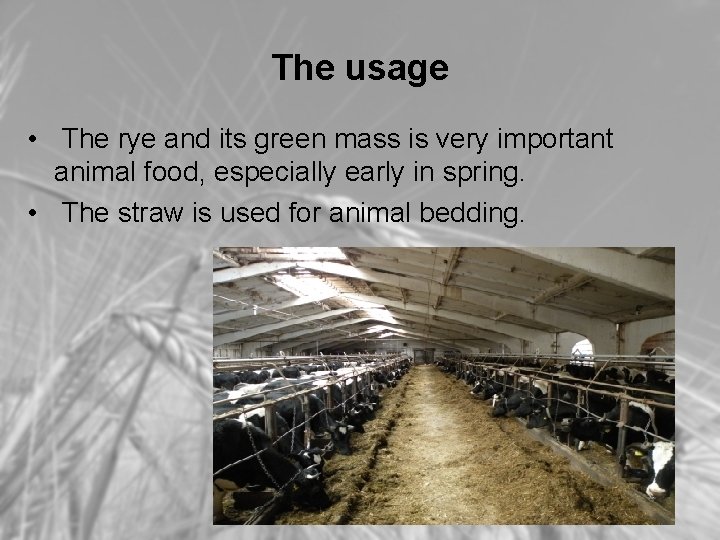 The usage • The rye and its green mass is very important animal food,