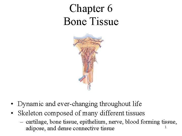 Chapter 6 Bone Tissue • Dynamic and ever-changing throughout life • Skeleton composed of