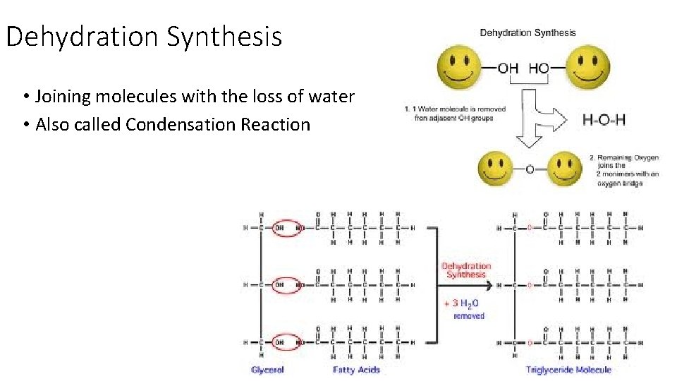 Dehydration Synthesis • Joining molecules with the loss of water • Also called Condensation