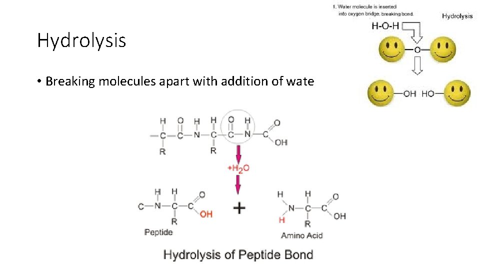 Hydrolysis • Breaking molecules apart with addition of water 