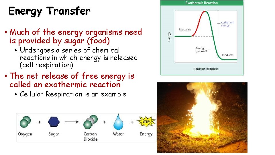 Energy Transfer • Much of the energy organisms need is provided by sugar (food)