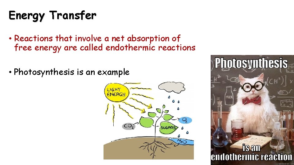 Energy Transfer • Reactions that involve a net absorption of free energy are called