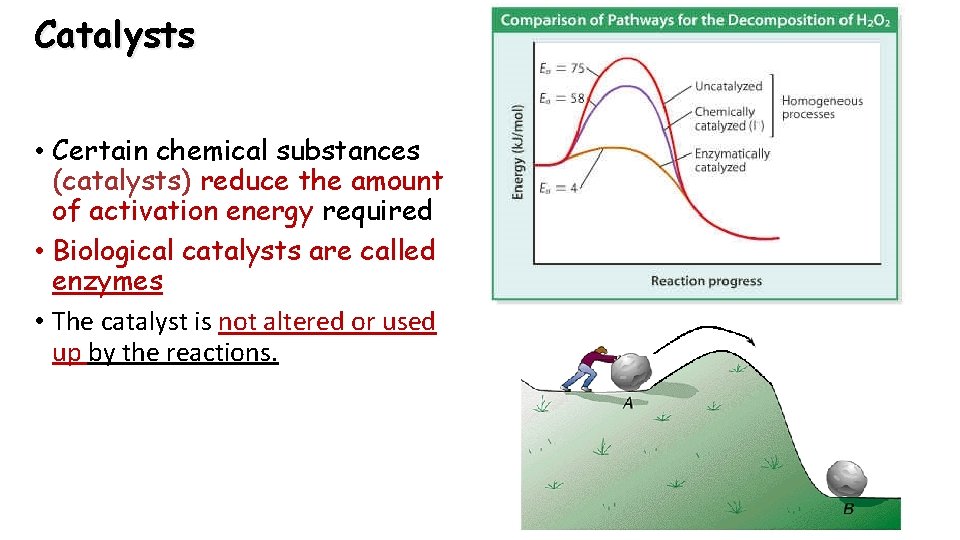 Catalysts • Certain chemical substances (catalysts) reduce the amount of activation energy required •