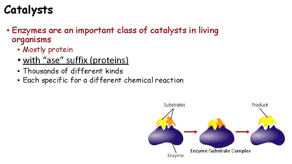 Catalysts • Enzymes are an important class of catalysts in living organisms • Mostly