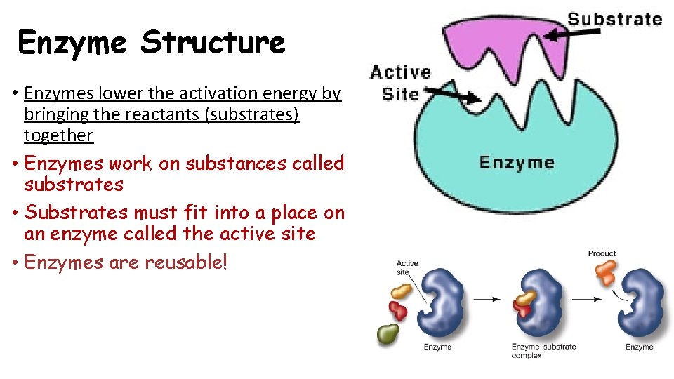 Enzyme Structure • Enzymes lower the activation energy by bringing the reactants (substrates) together