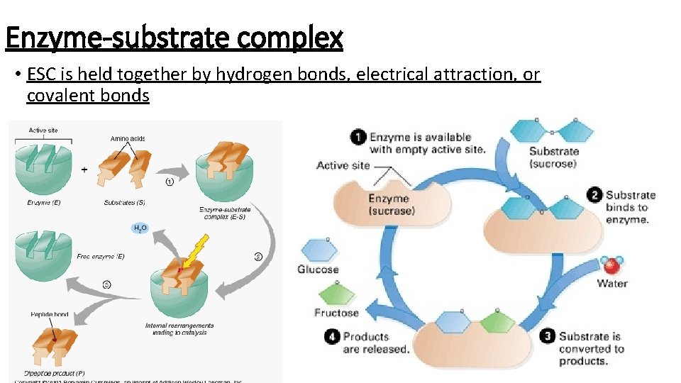 Enzyme-substrate complex • ESC is held together by hydrogen bonds, electrical attraction, or covalent