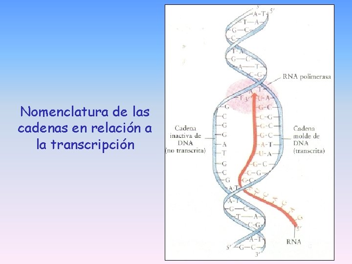 Nomenclatura de las cadenas en relación a la transcripción Nomenclatura de las cadenas en relación a la transcripción