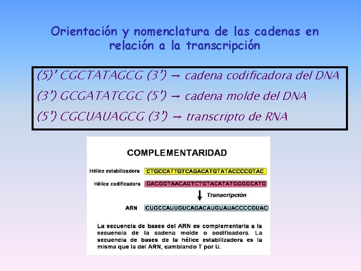 Orientación y nomenclatura de las cadenas en relación a la transcripción (5)’ CGCTATAGCG (3’) Orientación y nomenclatura de las cadenas en relación a la transcripción (5)’ CGCTATAGCG (3’)