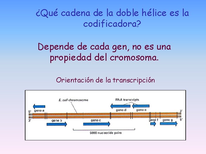 ¿Qué cadena de la doble hélice es la codificadora? Depende de cada gen, no ¿Qué cadena de la doble hélice es la codificadora? Depende de cada gen, no