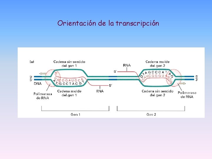 Orientación de la transcripción Orientación de la transcripción