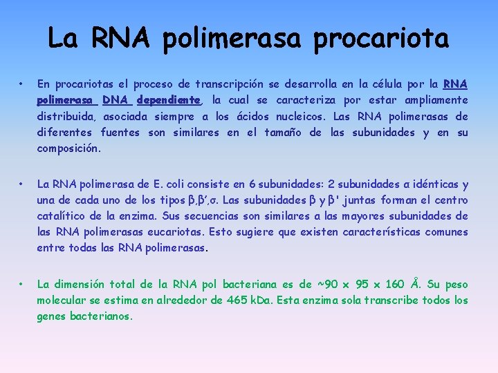La RNA polimerasa procariota • En procariotas el proceso de transcripción se desarrolla en La RNA polimerasa procariota • En procariotas el proceso de transcripción se desarrolla en