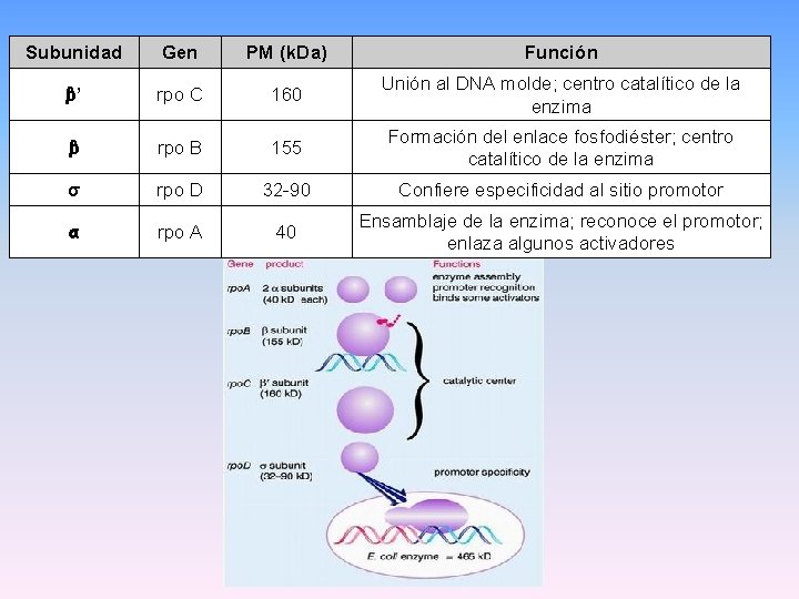 Subunidad Gen PM (k. Da) Función β’ rpo C 160 Unión al DNA molde; Subunidad Gen PM (k. Da) Función β’ rpo C 160 Unión al DNA molde;
