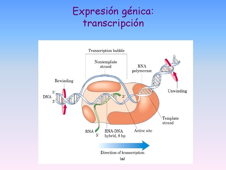 Expresión génica: transcripción Expresión génica: transcripción