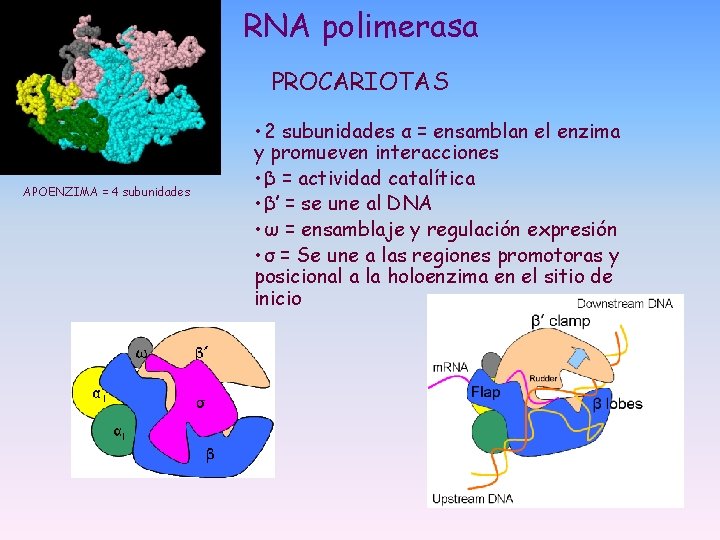 RNA polimerasa PROCARIOTAS APOENZIMA = 4 subunidades • 2 subunidades α = ensamblan el RNA polimerasa PROCARIOTAS APOENZIMA = 4 subunidades • 2 subunidades α = ensamblan el