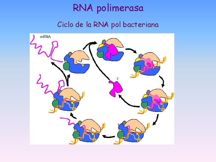 RNA polimerasa Ciclo de la RNA pol bacteriana RNA polimerasa Ciclo de la RNA pol bacteriana