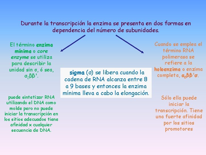 Durante la transcripción la enzima se presenta en dos formas en dependencia del número Durante la transcripción la enzima se presenta en dos formas en dependencia del número
