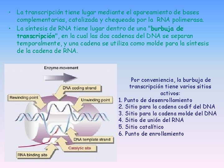• La transcripción tiene lugar mediante el apareamiento de bases complementarias, catalizada y • La transcripción tiene lugar mediante el apareamiento de bases complementarias, catalizada y