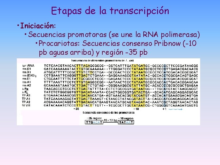 Etapas de la transcripción • Iniciación: • Secuencias promotoras (se une la RNA polimerasa) Etapas de la transcripción • Iniciación: • Secuencias promotoras (se une la RNA polimerasa)