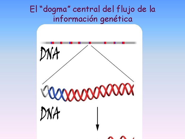 El “dogma” central del flujo de la información genética El “dogma” central del flujo de la información genética