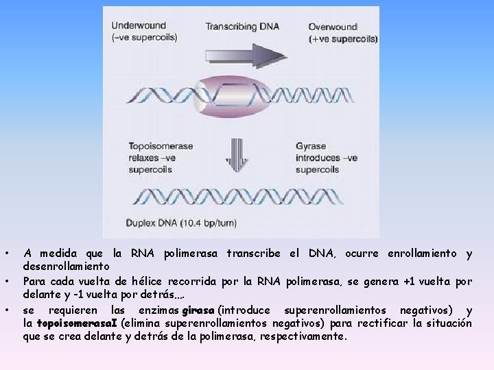• • • A medida que la RNA polimerasa transcribe el DNA, ocurre • • • A medida que la RNA polimerasa transcribe el DNA, ocurre