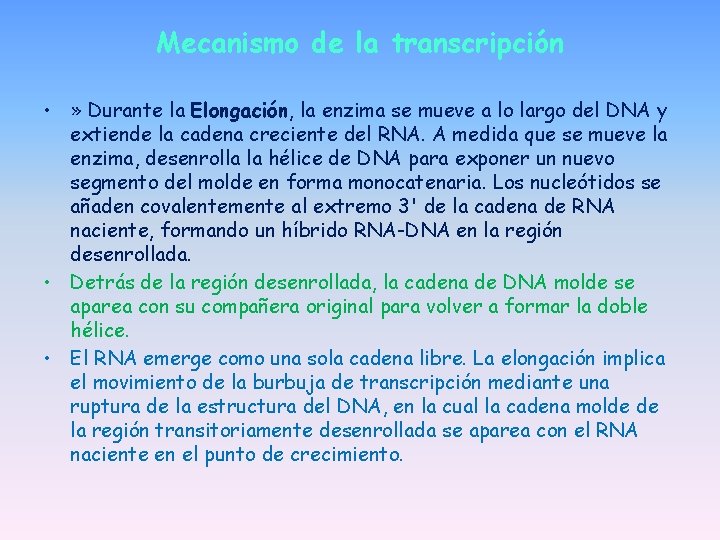 Mecanismo de la transcripción • » Durante la Elongación, la enzima se mueve a Mecanismo de la transcripción • » Durante la Elongación, la enzima se mueve a