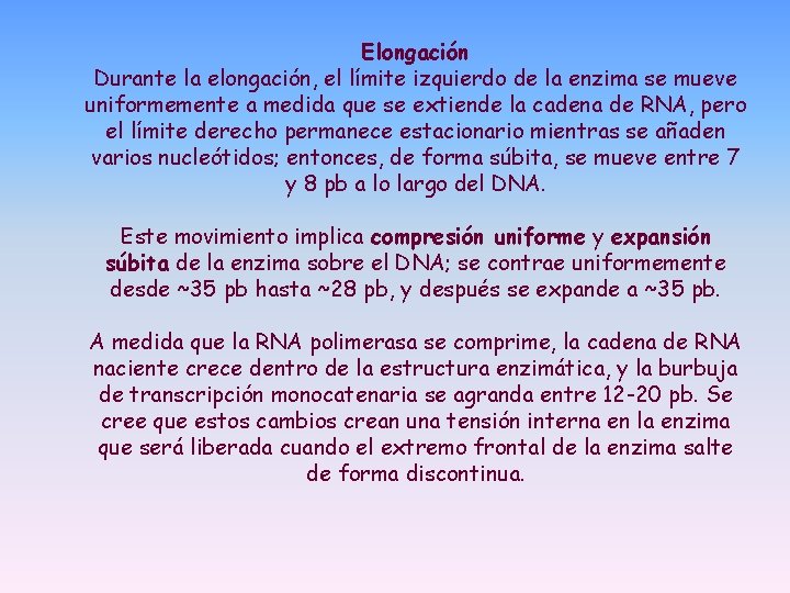 Elongación Durante la elongación, el límite izquierdo de la enzima se mueve uniformemente a Elongación Durante la elongación, el límite izquierdo de la enzima se mueve uniformemente a