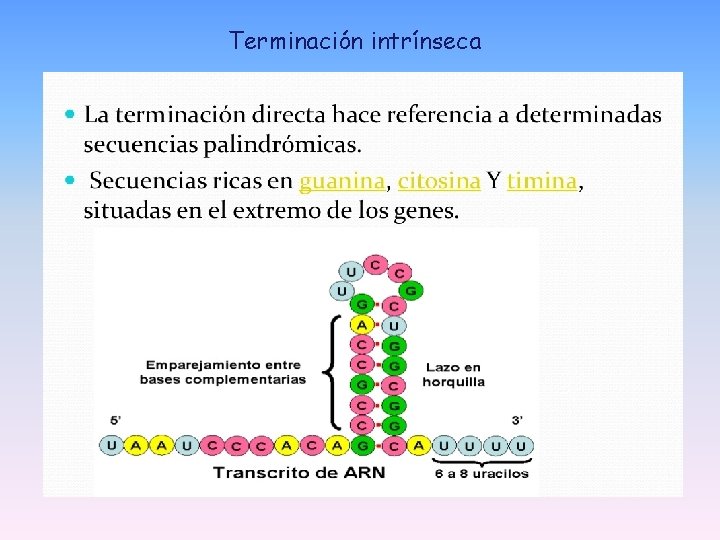 Terminación intrínseca Terminación intrínseca