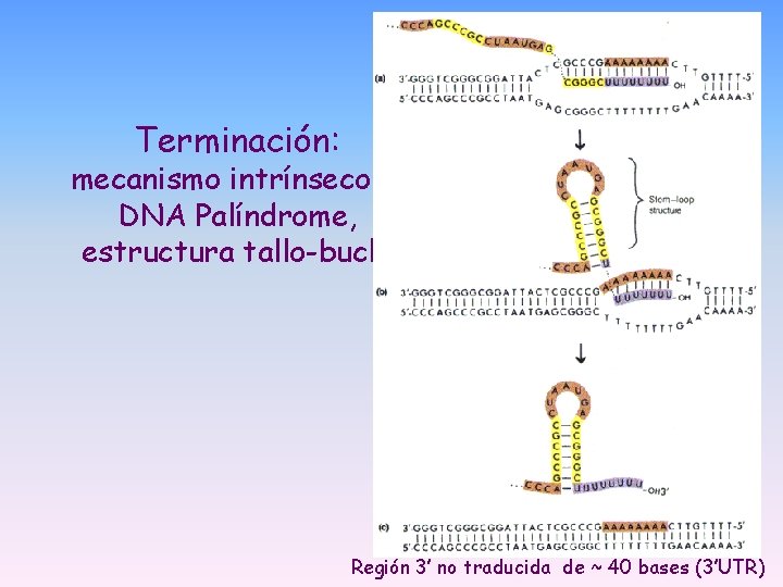 Terminación: mecanismo intrínseco -> DNA Palíndrome, estructura tallo-bucle Región 3’ no traducida de ~ Terminación: mecanismo intrínseco -> DNA Palíndrome, estructura tallo-bucle Región 3’ no traducida de ~