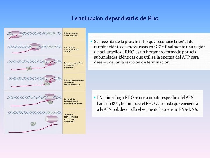 Terminación dependiente de Rho Terminación dependiente de Rho