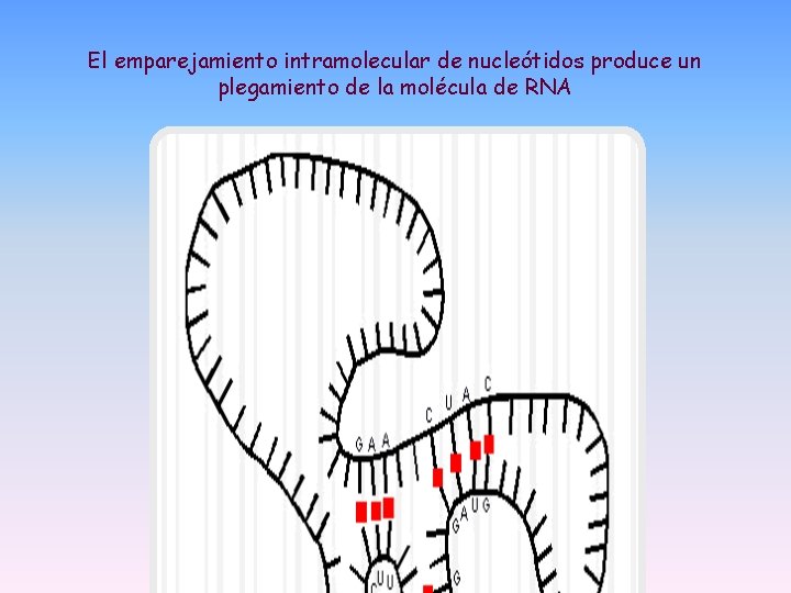 El emparejamiento intramolecular de nucleótidos produce un plegamiento de la molécula de RNA El emparejamiento intramolecular de nucleótidos produce un plegamiento de la molécula de RNA