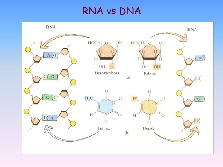 RNA vs DNA RNA vs DNA