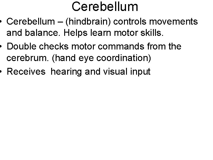 Cerebellum • Cerebellum – (hindbrain) controls movements and balance. Helps learn motor skills. •