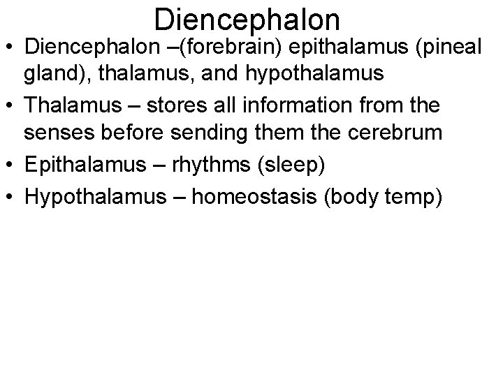Diencephalon • Diencephalon –(forebrain) epithalamus (pineal gland), thalamus, and hypothalamus • Thalamus – stores