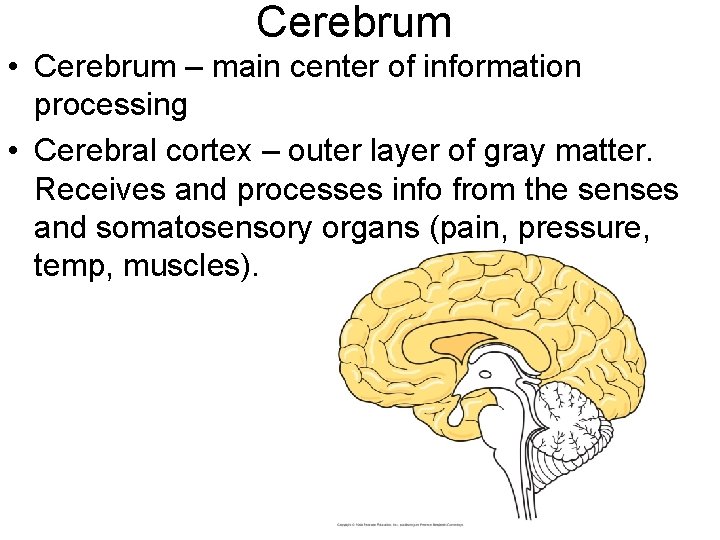Cerebrum • Cerebrum – main center of information processing • Cerebral cortex – outer