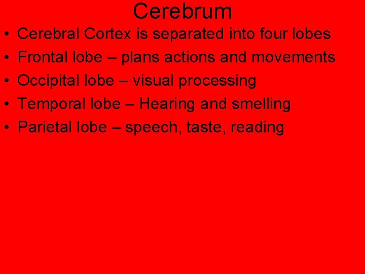 Cerebrum • • • Cerebral Cortex is separated into four lobes Frontal lobe –