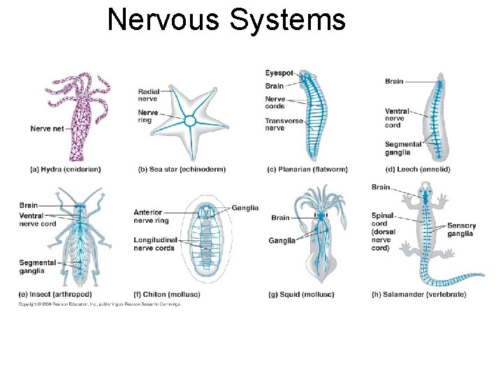 Nervous Systems 