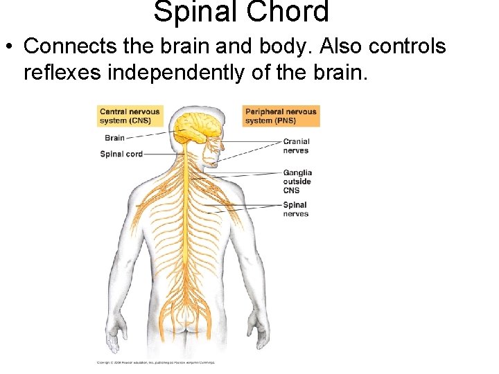 Spinal Chord • Connects the brain and body. Also controls reflexes independently of the