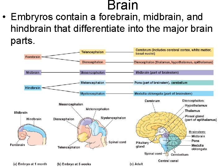 Brain • Embryros contain a forebrain, midbrain, and hindbrain that differentiate into the major