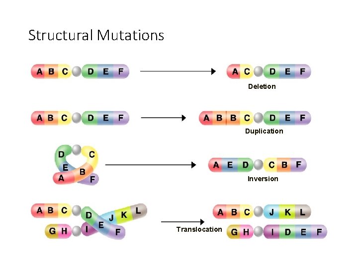 Structural Mutations Deletion Duplication Inversion Translocation 