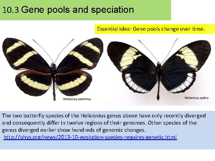 10. 3 Gene pools and speciation Essential idea: Gene pools change over time. Heliconius