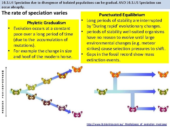 10. 3. U 4 Speciation due to divergence of isolated populations can be gradual.