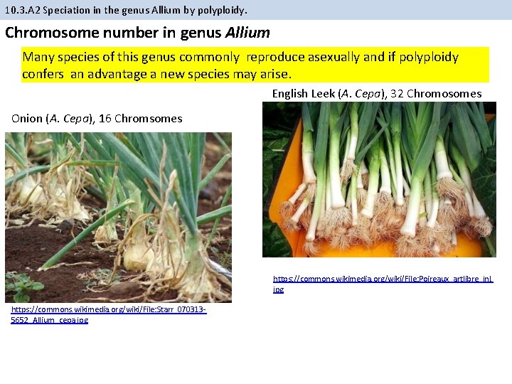 10. 3. A 2 Speciation in the genus Allium by polyploidy. Chromosome number in