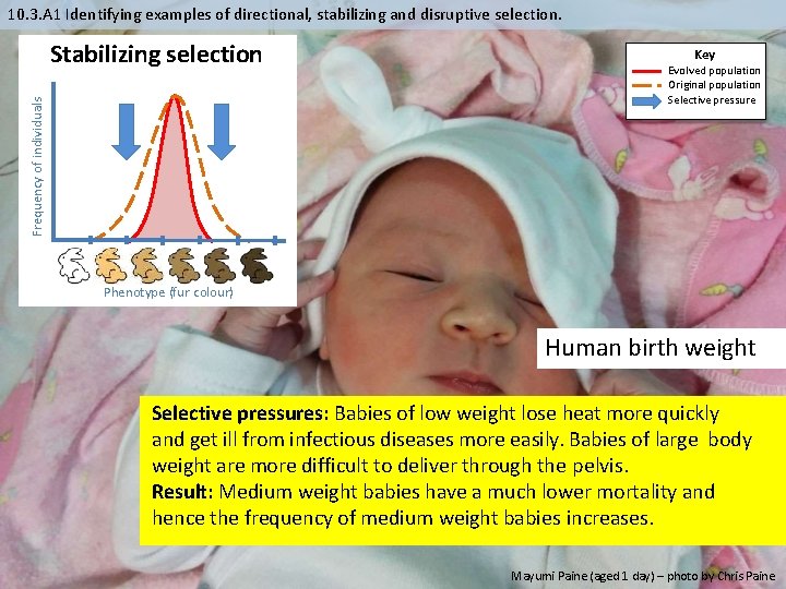 10. 3. A 1 Identifying examples of directional, stabilizing and disruptive selection. Frequency of