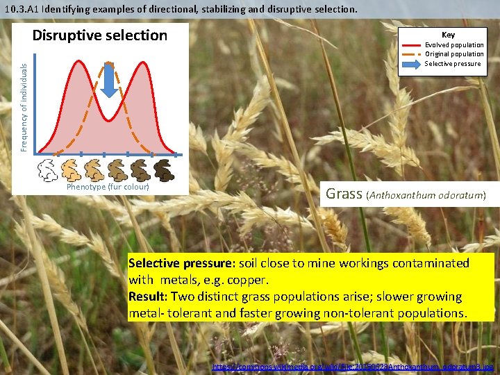 10. 3. A 1 Identifying examples of directional, stabilizing and disruptive selection. Frequency of