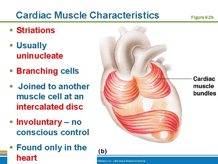 Cardiac Muscle Characteristics § Striations § Usually uninucleate § Branching cells § Joined to